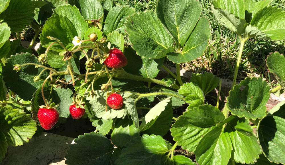 Beautiful organic strawberries growing in the field!