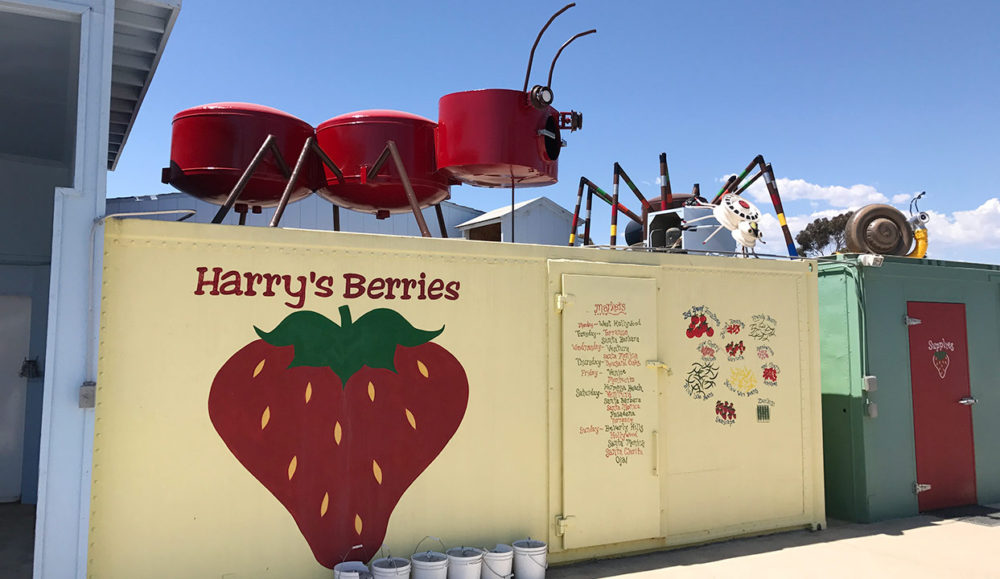 Junk art on display on local Harry's Berries farm