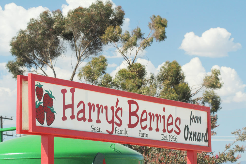 Harry's Berries Sign, Oxnard, California