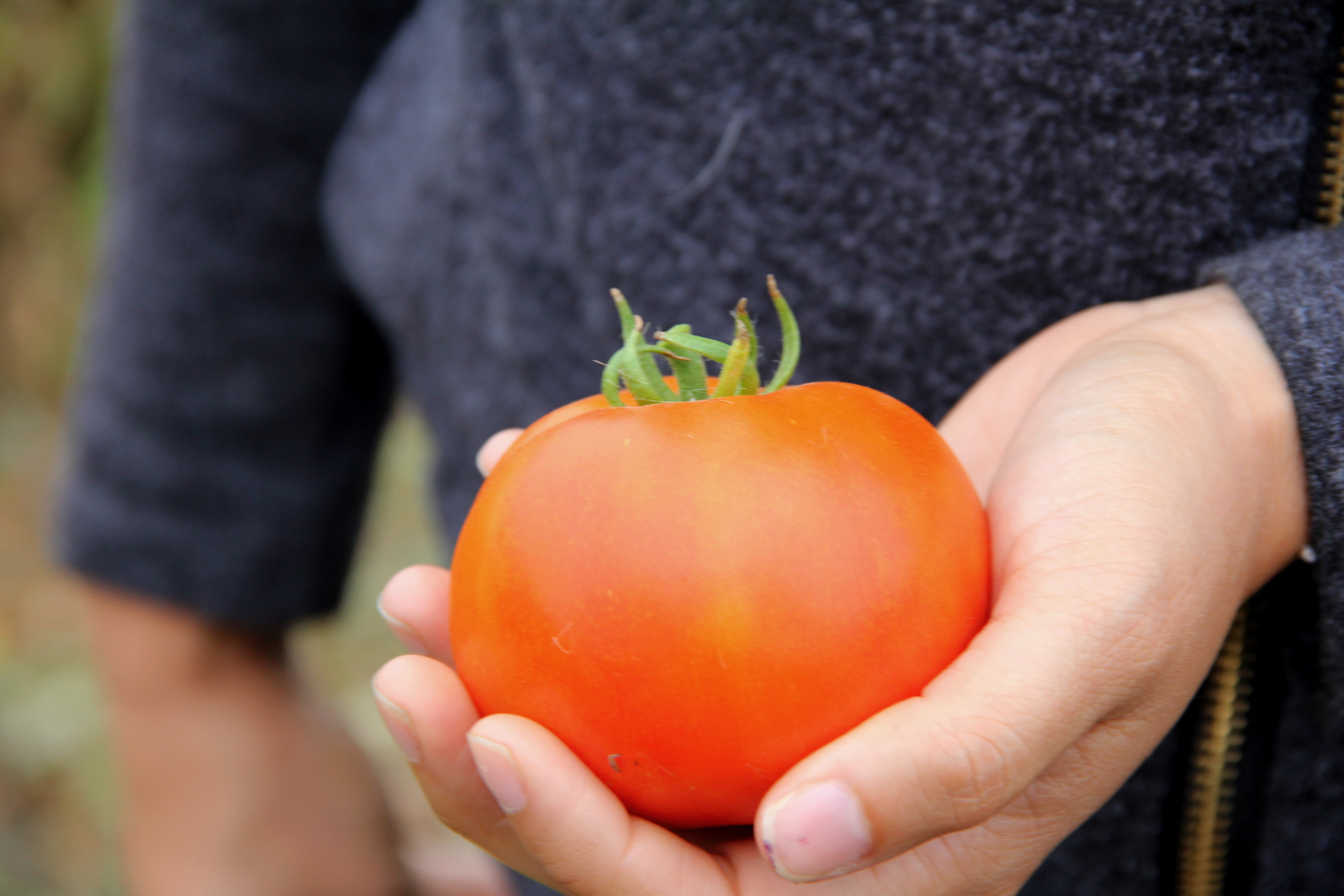 chako holding a tomato at Coastal Farms, CA