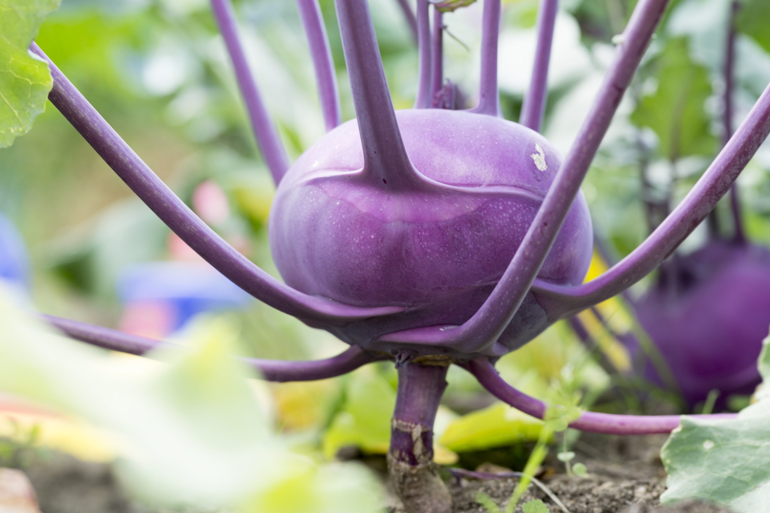 Kohlrabi - What is it and How to Cook It