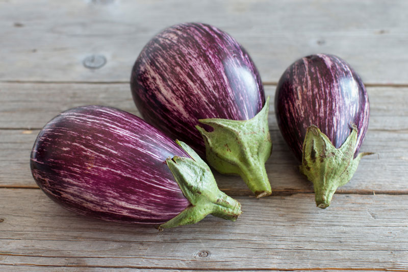 Striped Graffiti Eggplant